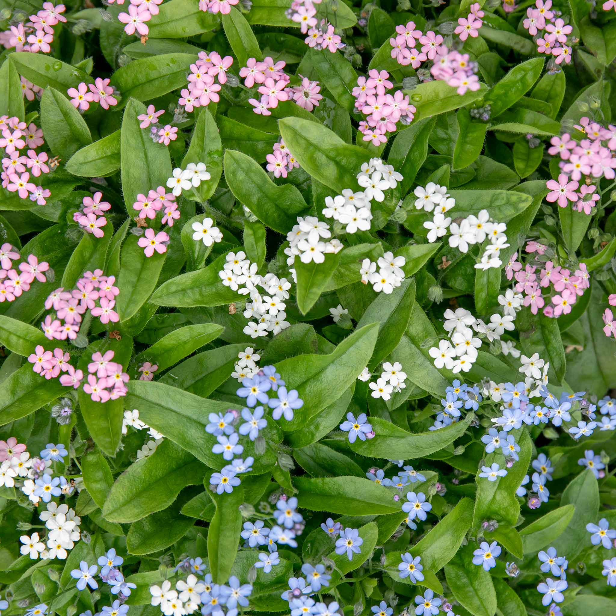 Myosotis Plant 'Mon Amie Mixed' | Marshalls Garden