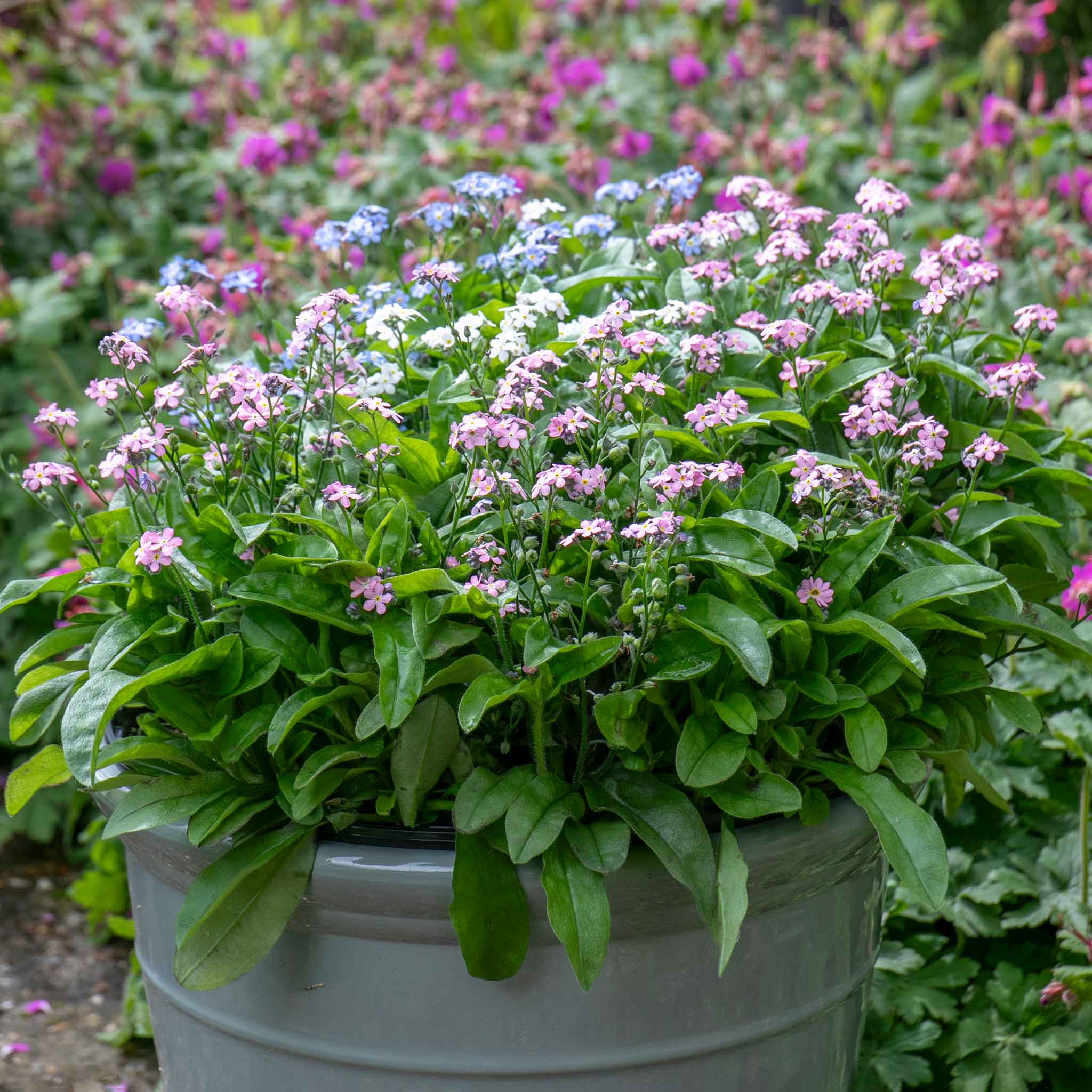 Myosotis Plant 'Mon Amie Mixed' | Marshalls Garden