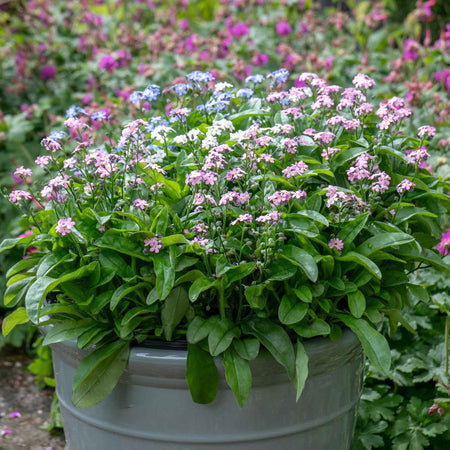Forget-Me-Not Plant 'Mon Amie Mixed'