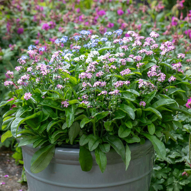 Forget-Me-Not Plant 'Mon Amie Mixed'