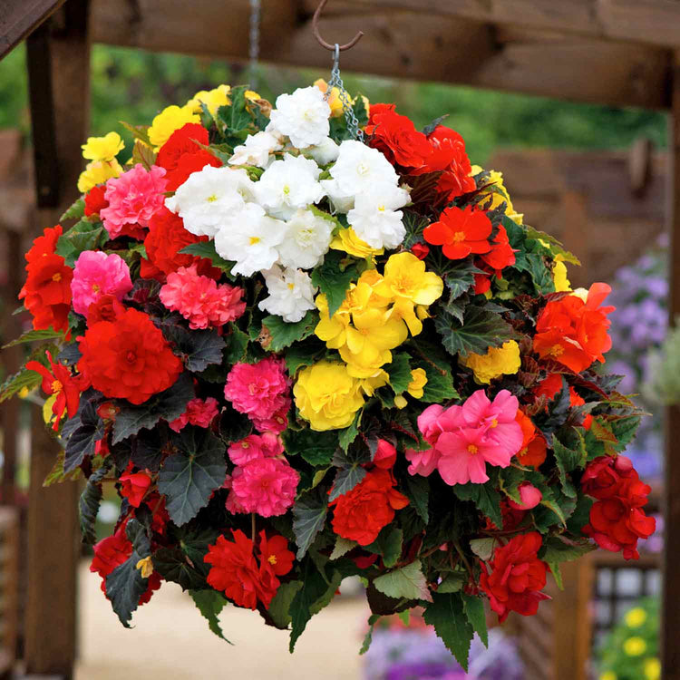 Begonia Plant 'Nonstop F1 Mix'