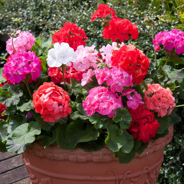 Geranium Plant 'Palladium F1 Mixed'