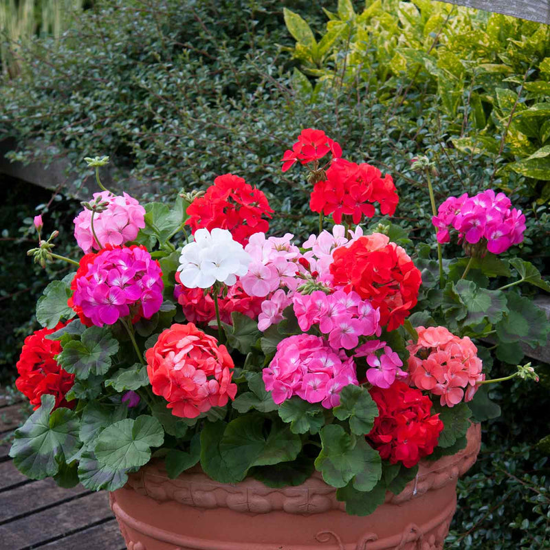 Geranium Plant 'Palladium F1 Mixed'