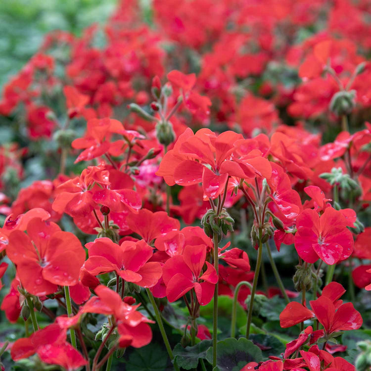 Geranium Plant 'Palladium Best Red F1'