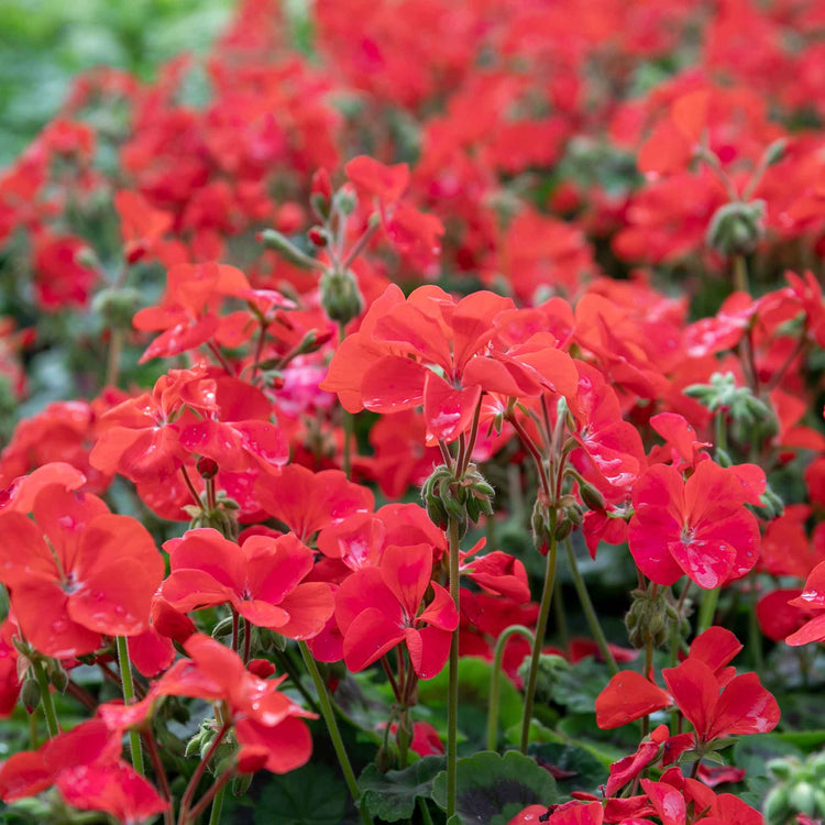 Geranium Plant 'Palladium Best Red F1'