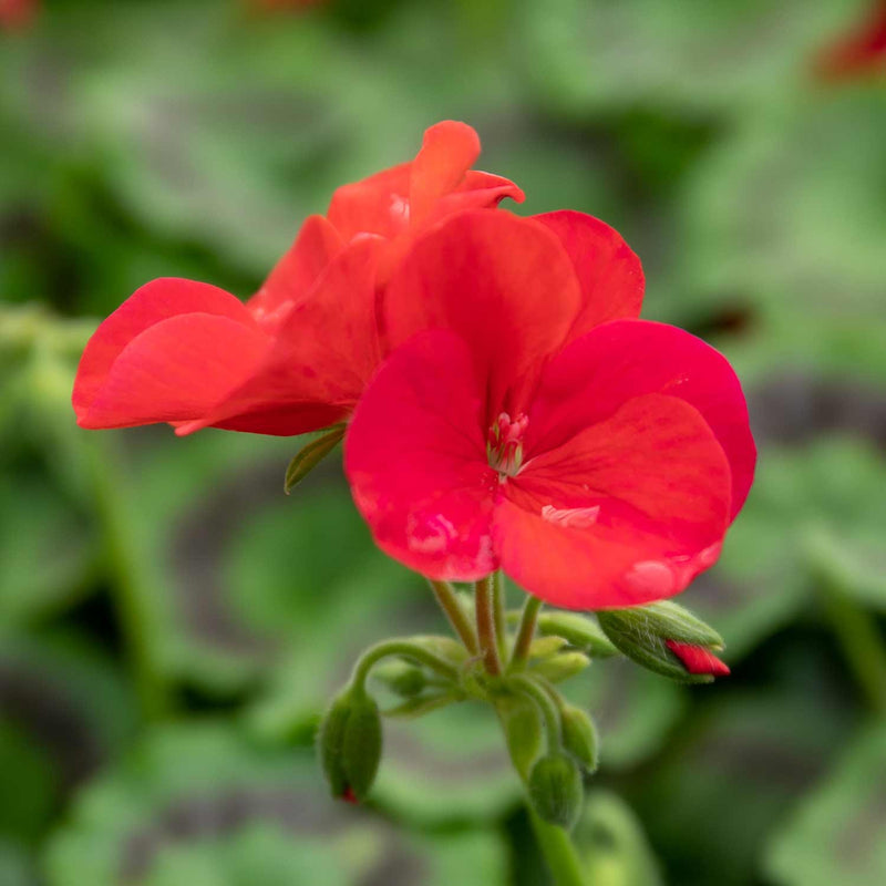 Geranium Plant 'Palladium Best Red F1'