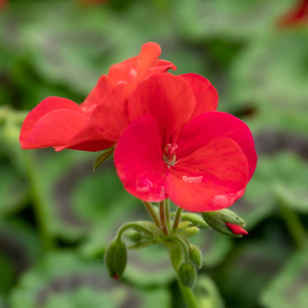 Geranium Plant 'Palladium Best Red F1'