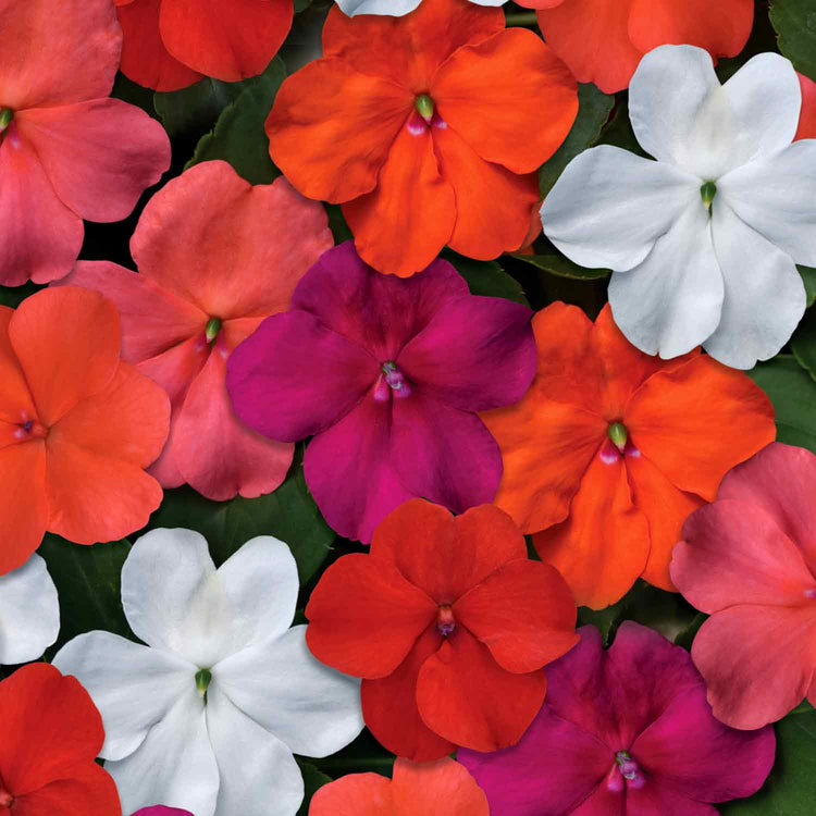 Impatiens Plant 'Beacon Select Mix'