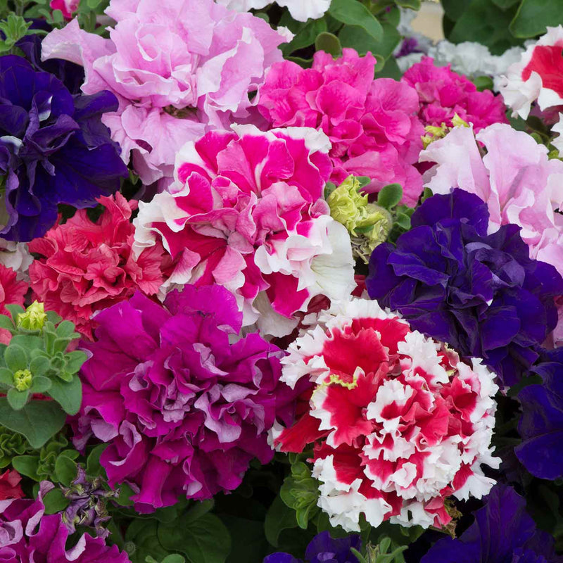 Petunia Plant 'Double Pirouette Mix'