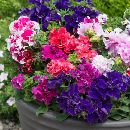 Petunia Plant 'Double Pirouette Mix'