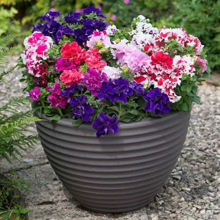 Petunia Plant 'Double Pirouette Mix'