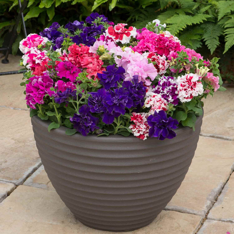 Petunia Plant 'Double Pirouette Mix'