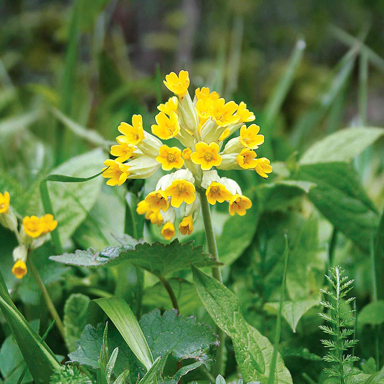 planting cowslip seeds Primula veris 'Cowslip'