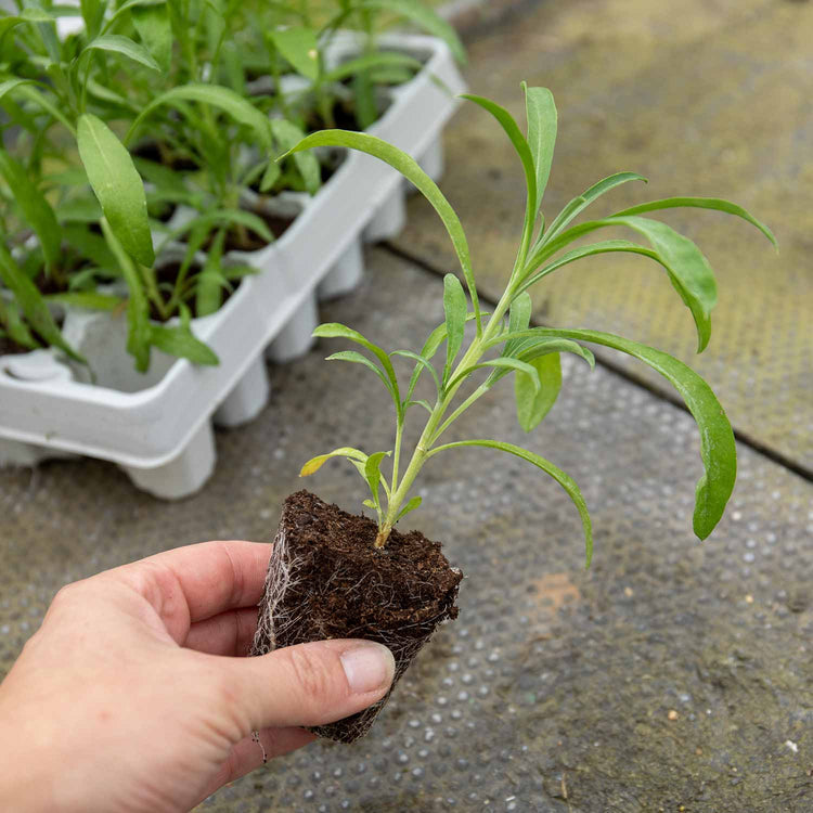Wallflower Plant 'Sugar Rush Mix'