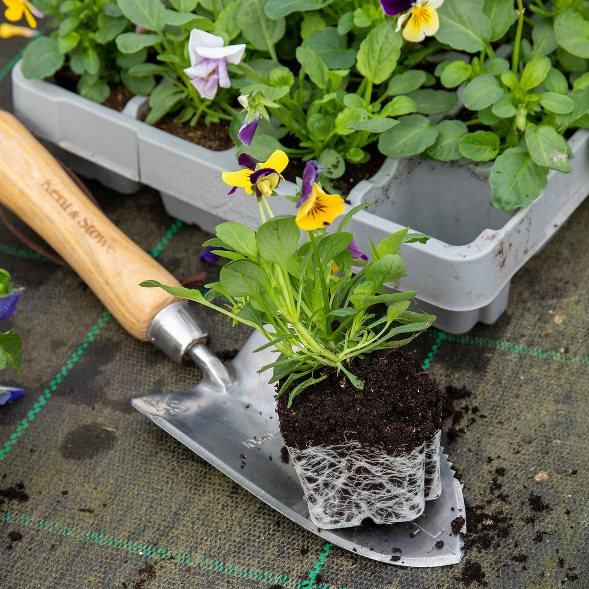 Viola 'Sorbet Mix' 48 Garden Ready Plants Buy Viola Plants Online