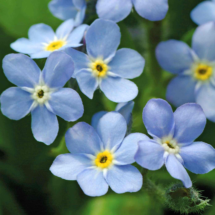 Forget Me Not Plant 'Mon Amie Blue'