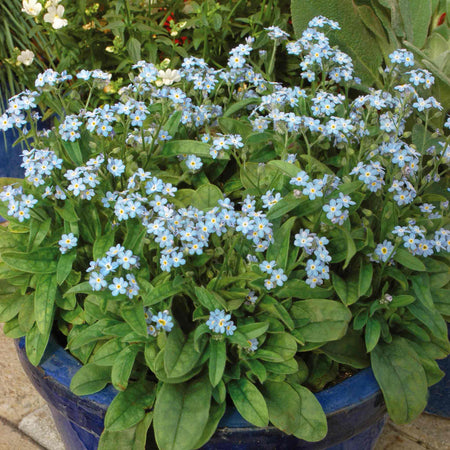Forget Me Not Plant 'Mon Amie Blue'