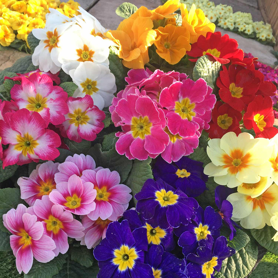 Primrose 'Rambo Mix' 48 Garden Ready Plants Buy Primrose Plants