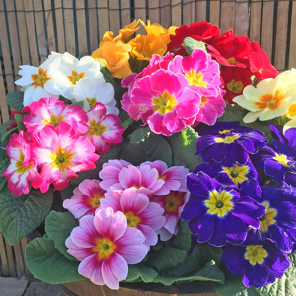 Primrose 'Rambo Mix' 48 Garden Ready Plants Buy Primrose Plants