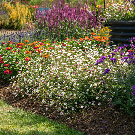 Erigeron Plant 'Karvinskianus Stallone Profusion'