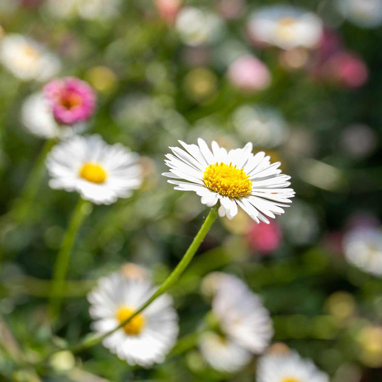 Erigeron Plant 'Karvinskianus Stallone Profusion'