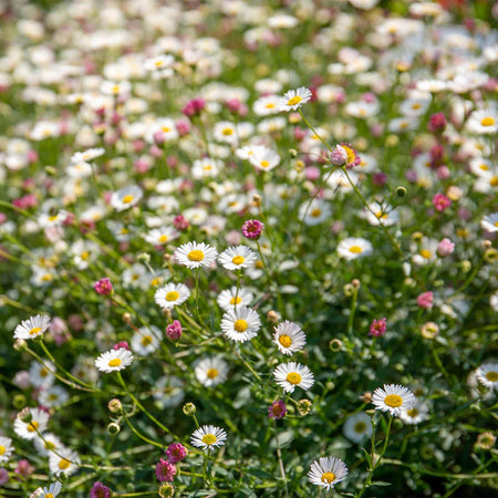 Erigeron Plant 'Karvinskianus Stallone Profusion'