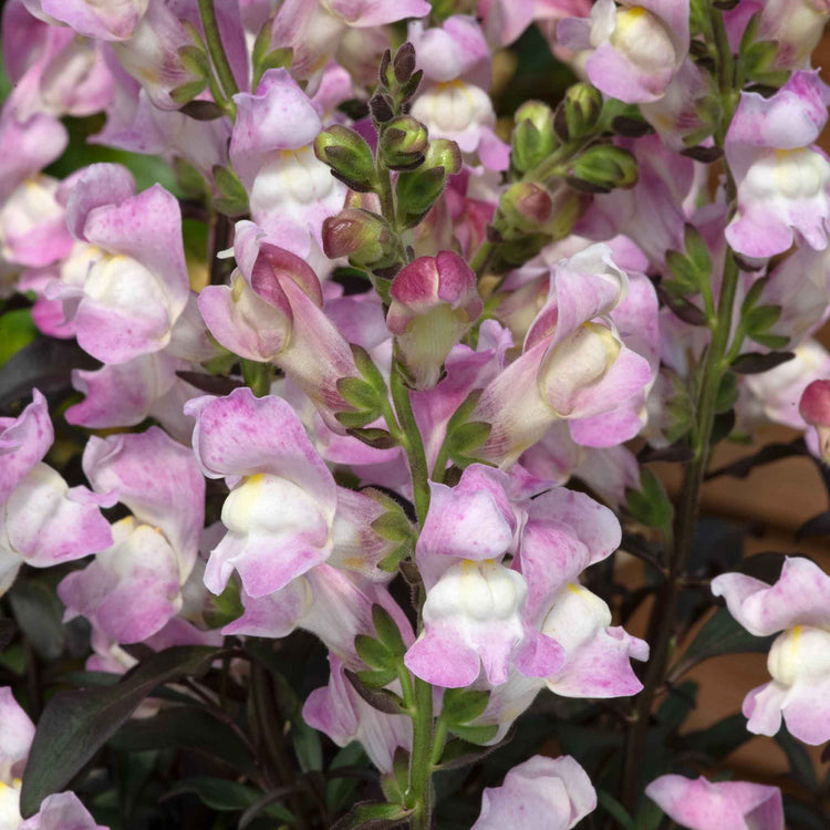 Antirrhinum Plant 'Snap in Black Pink'