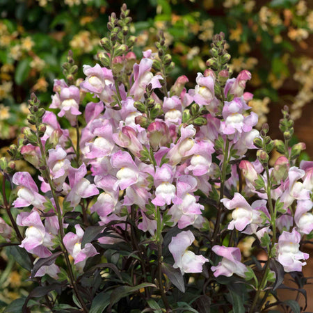 Antirrhinum Plant 'Snap in Black Pink'