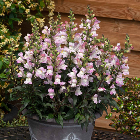 Antirrhinum Plant 'Snap in Black Pink'