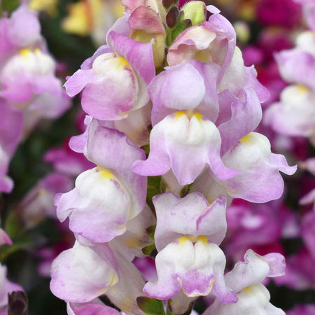 Antirrhinum Plant 'Snap in Black Pink'