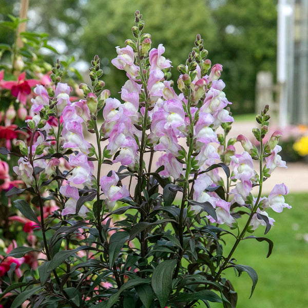 Antirrhinum Plant 'Snap in Black Pink'