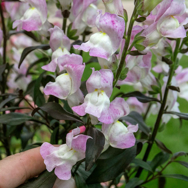 Antirrhinum Plant 'Snap in Black Pink'