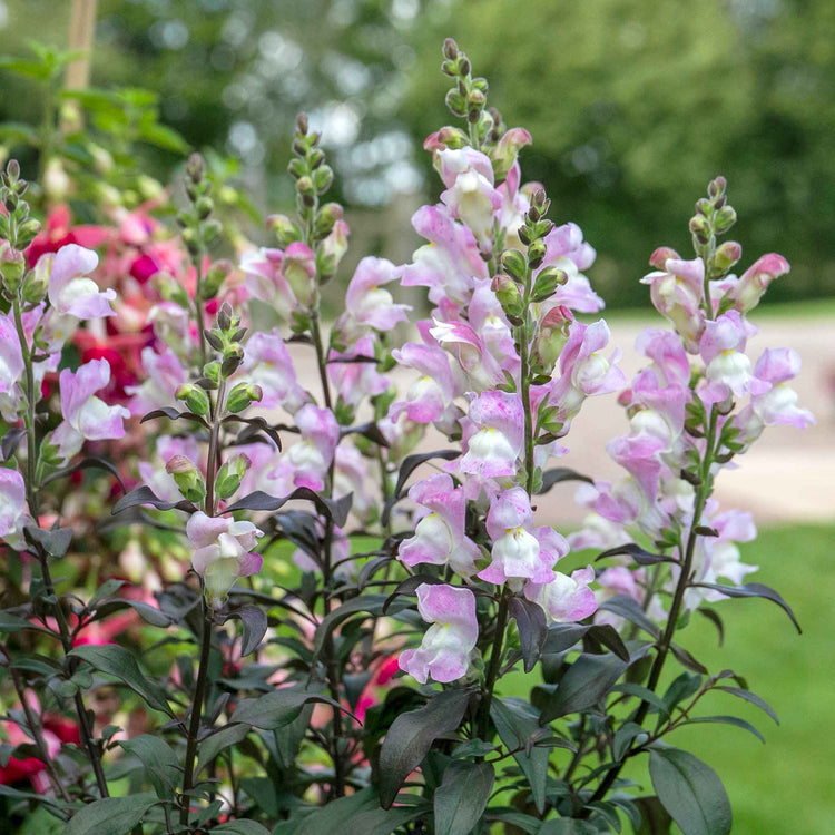 Antirrhinum Plant 'Snap in Black Pink'