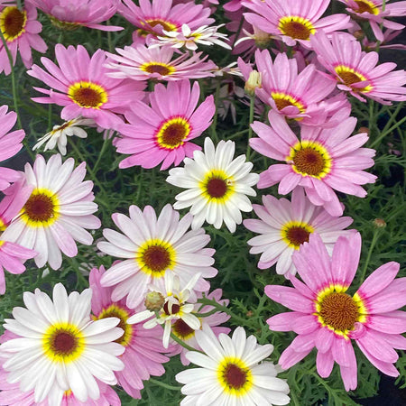 Argyranthemum Plant 'Grandaisy Big Pink Halo'