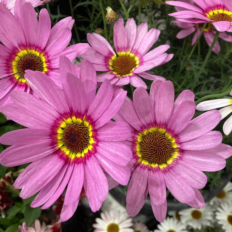 Argyranthemum Plant 'Grandaisy Big Pink Halo'