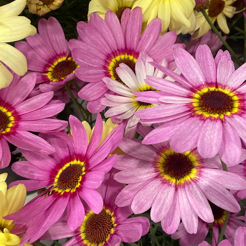 Argyranthemum Plant 'Grandaisy Big Pink Halo'