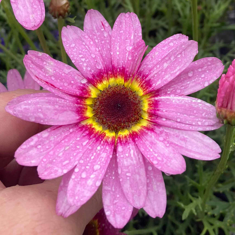 Argyranthemum Plant 'Grandaisy Big Pink Halo'