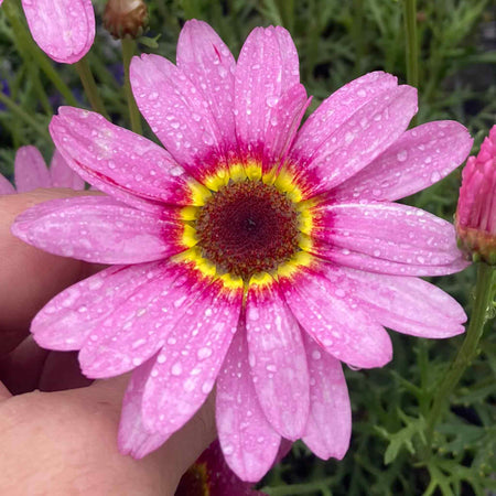 Argyranthemum Plant 'Grandaisy' Collection