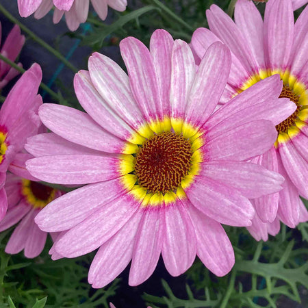 Argyranthemum Plant 'Grandaisy Big Pink Halo'