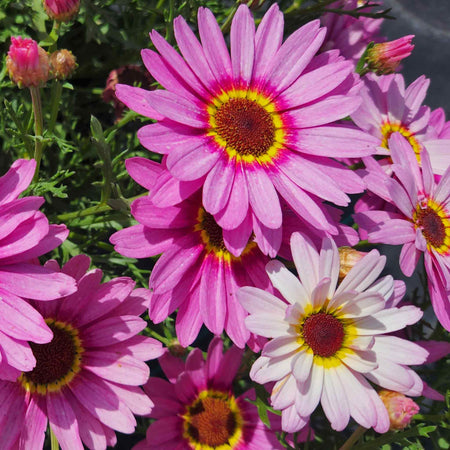 Argyranthemum Plant 'Grandaisy Big Pink Halo'