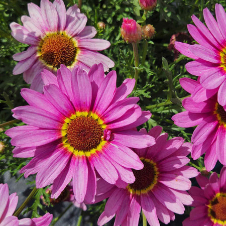 Argyranthemum Plant 'Grandaisy Big Pink Halo'