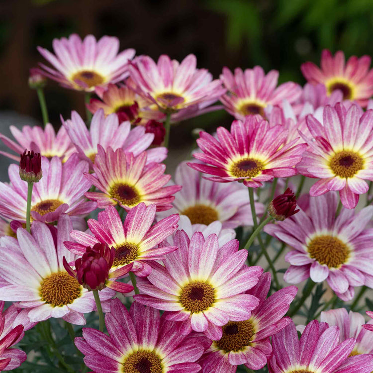 Argyranthemum Plant 'Grandaisy Multicolour Rose Red'