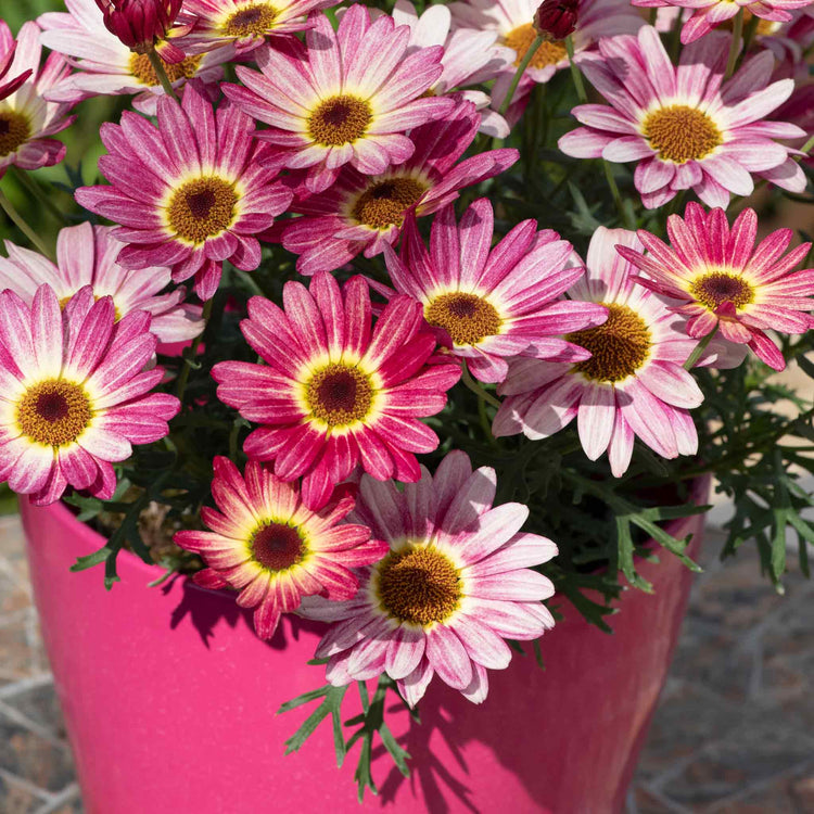 Argyranthemum Plant 'Grandaisy Multicolour Rose Red'