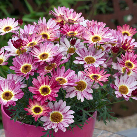 Argyranthemum Plant 'Grandaisy Multicolour Rose Red'