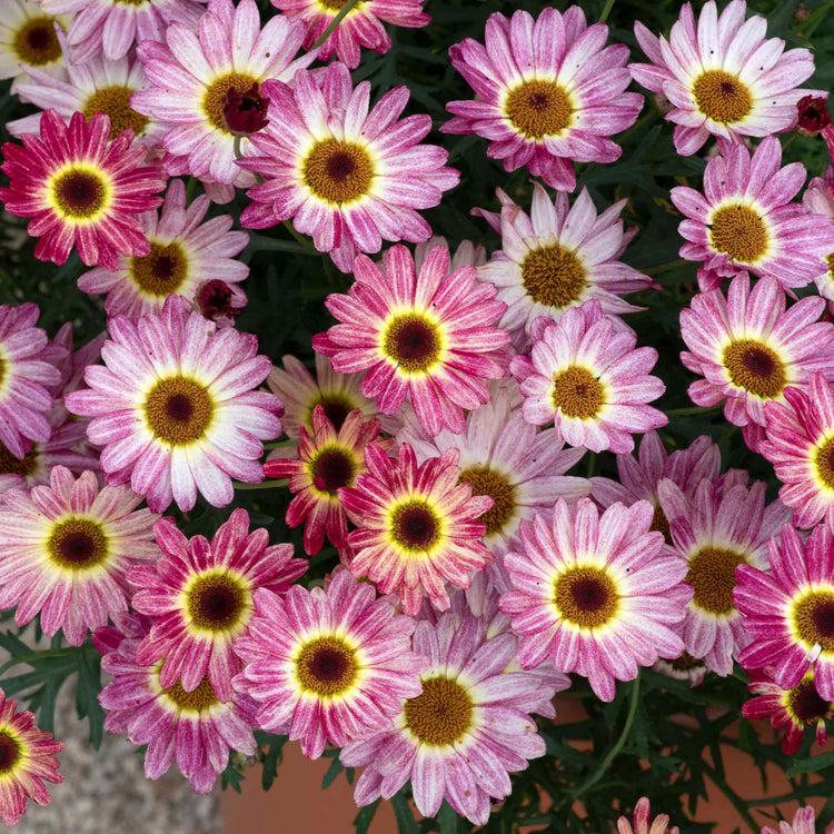 Argyranthemum Plant 'Grandaisy Multicolour Rose Red'