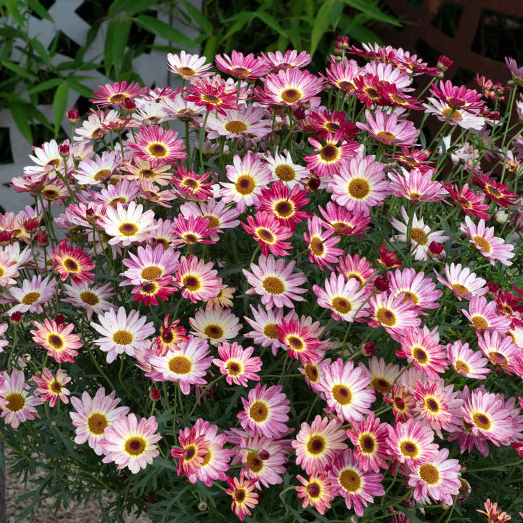 Argyranthemum Plant 'Grandaisy Multicolour Rose Red'