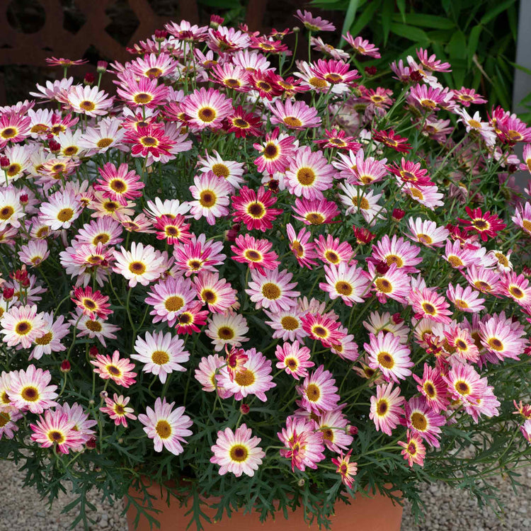 Argyranthemum Plant 'Grandaisy Multicolour Rose Red'