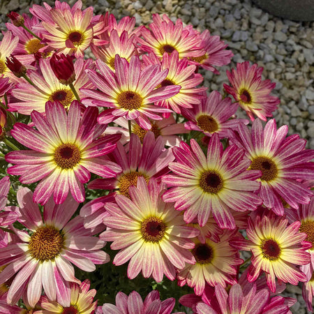 Argyranthemum Plant 'Grandaisy Multicolour Rose Red'