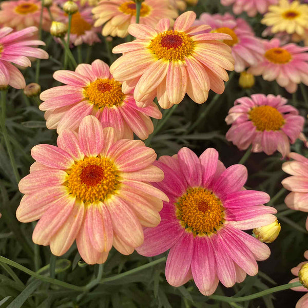 Argyranthemum Plant 'Aramis Peach Eye'