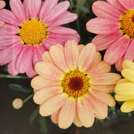 Argyranthemum Plant 'Aramis Peach Eye'